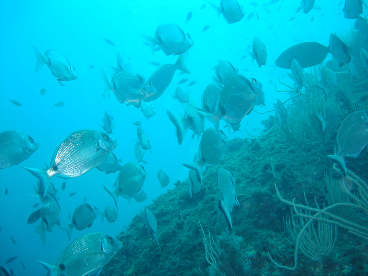 Diplodus sargus (Sarago maggiore)